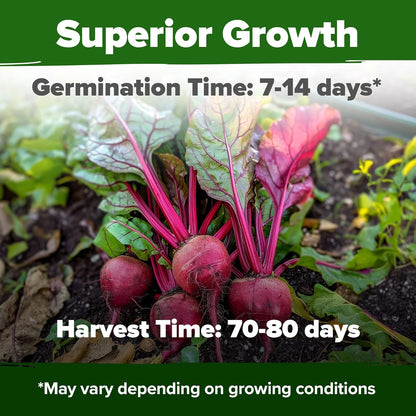 HOME GROWN Detroit Dark Red Beet Seeds 2 Pack(Beta vulgaris) 1000+𝗡𝗢𝗡-𝗚𝗠𝗢 𝗨𝗦𝗔 Heirloom Seeds with High Germination – Sweet,Nutrient-Rich Beets for Easy Planting in Garden Beds or Containers