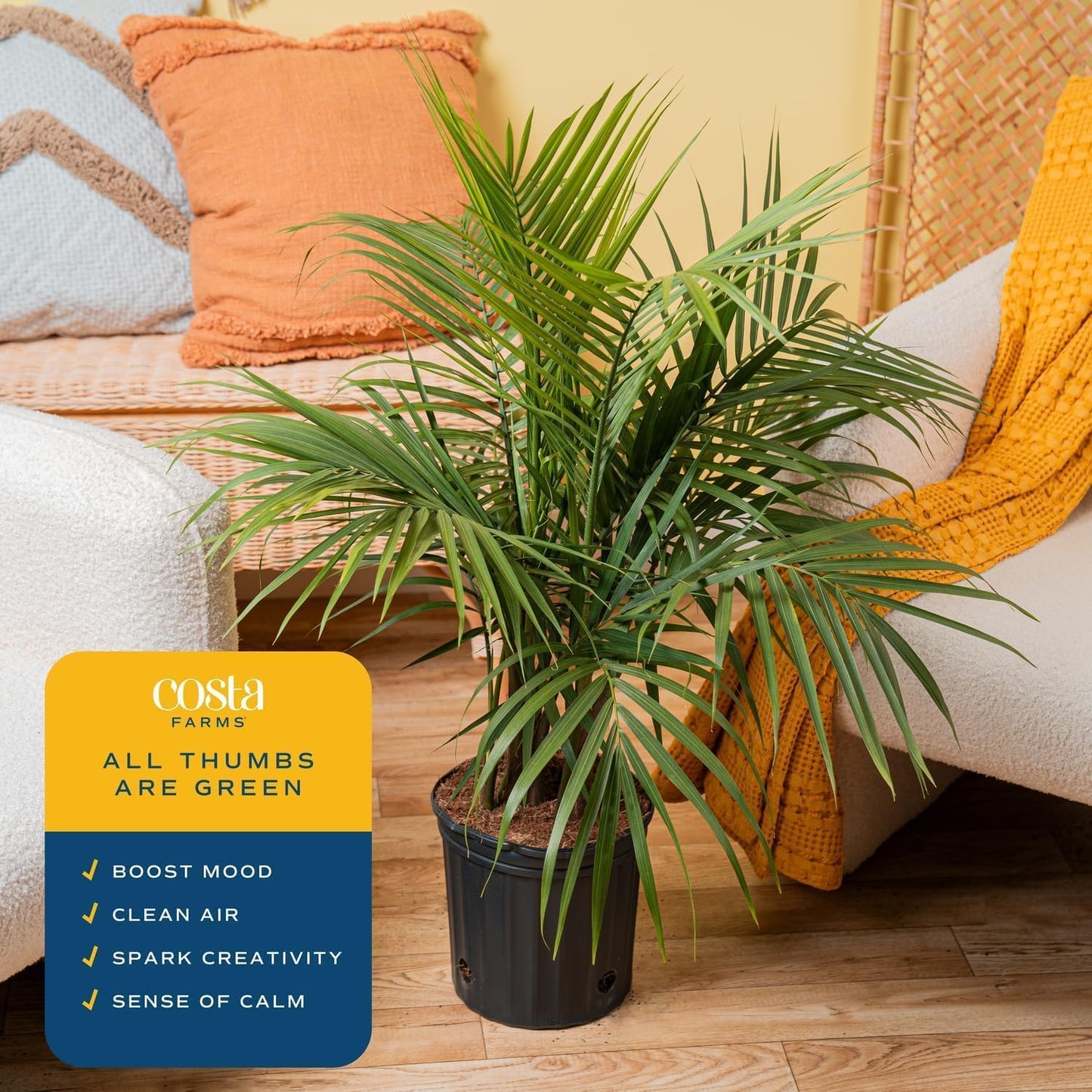Costa Farms Majesty Palm Live Plant in Plastic Pot, Large Indoor Houseplant, Perfect for Home, Room, or Office Decor, Great House Warming or Birthday Gift, 3-4 Feet Tall