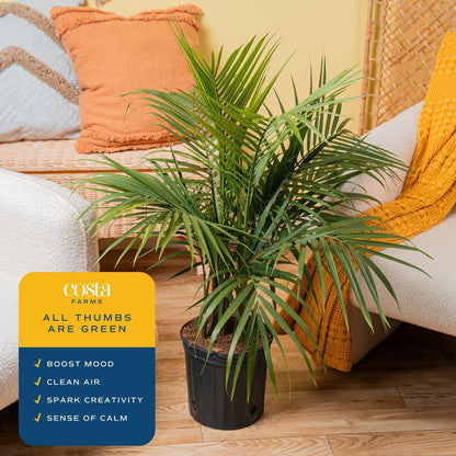 Costa Farms Majesty Palm Live Plant in Plastic Pot, Large Indoor Houseplant, Perfect for Home, Room, or Office Decor, Great House Warming or Birthday Gift, 3-4 Feet Tall