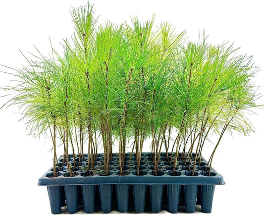 Slash Pine Tree | 40 Live Plants | Pinus Elliottii | Fast Growing Stately Shade Tree