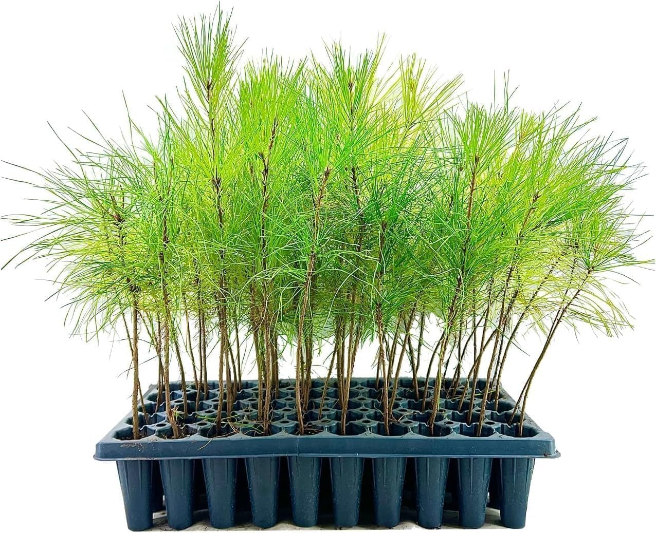 Slash Pine Tree | 20 Live Plants | Pinus Elliottii | Fast Growing Stately Shade Tree