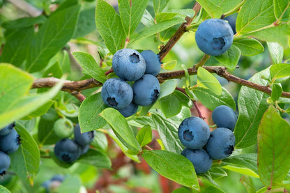 Patio Fruit Plant Variety Pack - 4 Live Starter Plants - One Each of Fig Tree, Blueberry, Pineapple, and Pomegranate - Grower's Choice Starter Plants for Your Edible Garden