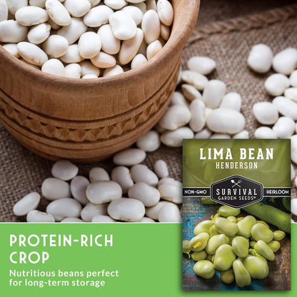Lima Bean Seeds for Planting – Henderson Butter Bean Seeds for Gardens & Classroom Science Projects, Easy to Grow Non-GMO Heirloom Variety - Survival Garden Seeds (2 Packs)