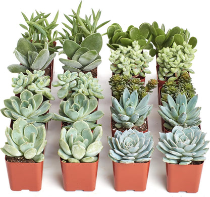 Shop Succulents Blue & Green Succulent Plant Pack Bulk Collection - Live Mini Succulent Plants, Low Maintenance, Mixture of Textures - Wedding and Party Favors, Gift & Garden, Pack of 20