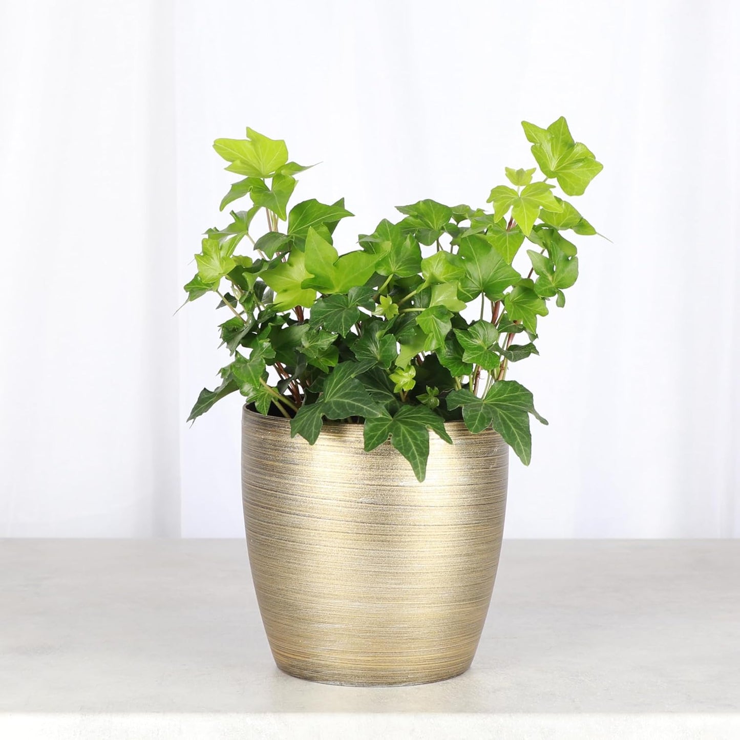 Thorsen's Greenhouse Live Green English Ivy Plant, Hedera Helix, Natural Air Purifier, Easy to Grow, Live Indoor Houseplant, 4" Diameter Pot (Gold)