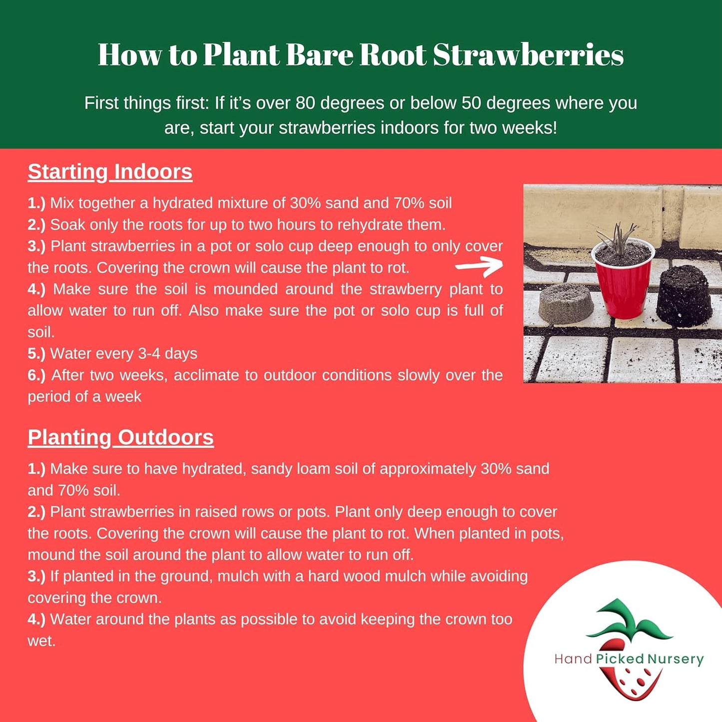 Earliglow Strawberry Plants from Hand Picked Nursery - Easy to Grow June Bearing Variety - Bare Root Strawberry Plants (25)