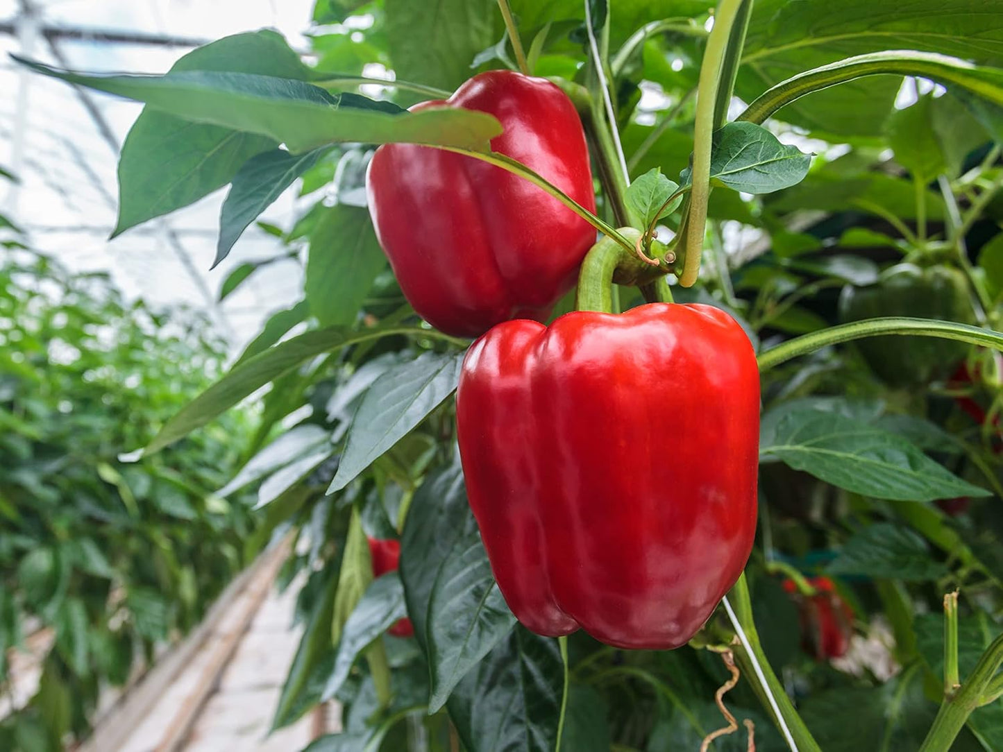 Sweet Bell Pepper Seeds Collection – 4 Colorful Varieties: Big Red, Giant Green, Orange Horizon & Yellow Sunbright – Non-GMO Heirloom Vegetable Seeds for Planting Indoors & Outdoors.