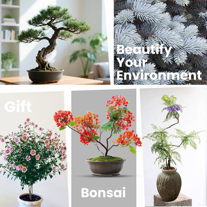 5 Pack Bonsai Tree Kit - Unique Gardening Gift Set for Plant Lovers | Complete Japanese Bonsai Starter Kit with Seeds, Tools & Planters | Ideal Christmas, Birthday Gifts for Women & Men