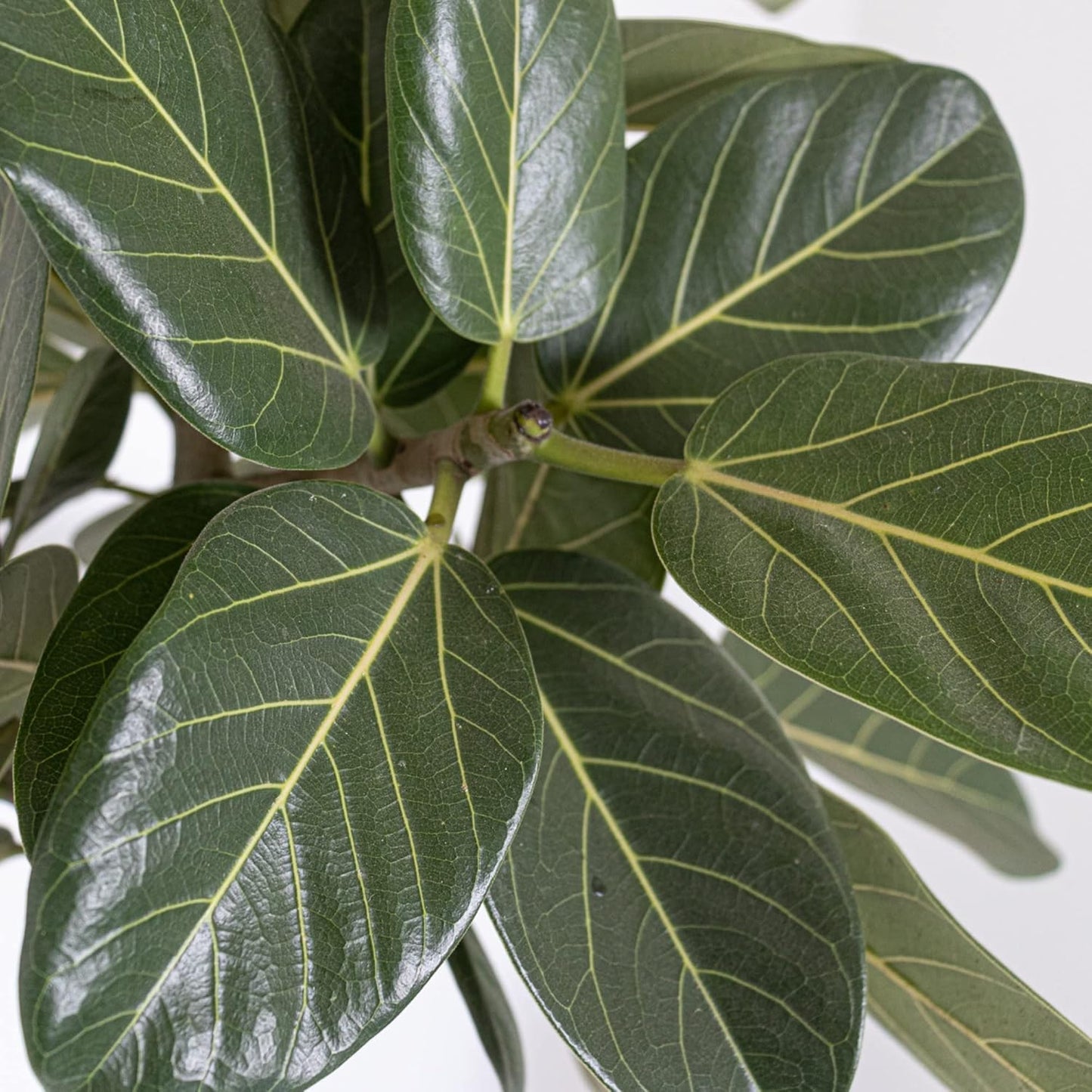United Nursery Ficus Audrey – Standard Indoor Tree in 10” Grower Pot – 32–38 Inches Tall – Upright Green Ficus with Velvety Leaves – Low-Maintenance, Air-Purifying Plant for Home or Office
