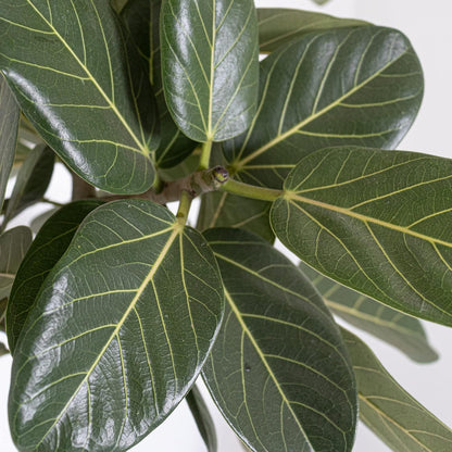 United Nursery Ficus Audrey – Standard Indoor Tree in 10” Grower Pot – 32–38 Inches Tall – Upright Green Ficus with Velvety Leaves – Low-Maintenance, Air-Purifying Plant for Home or Office