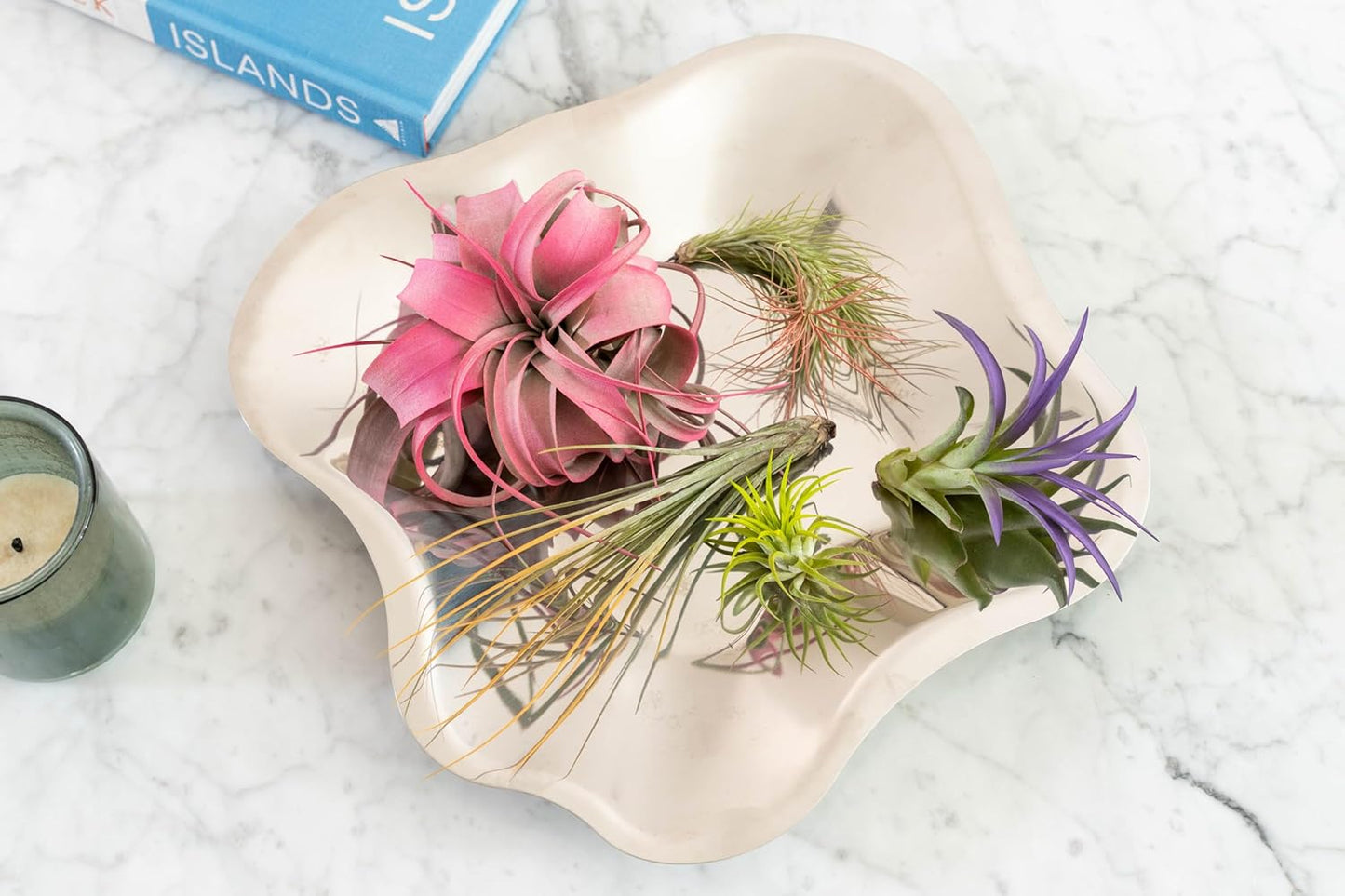 Lavender Colorful Tillandsia Air Plants - Long Lasting Color Enhanced Live Tillandsia Succulent House Plants - Home and Garden Decor - Easy Care Indoor and Outdoor Plants