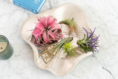 Coral Colorful Tillandsia Air Plants - Long Lasting Color Enhanced Live Tillandsia Succulent House Plants - Home and Garden Decor - Easy Care Indoor/Outdoor Plants (Brachycaulos Abdita, Pack of 3)