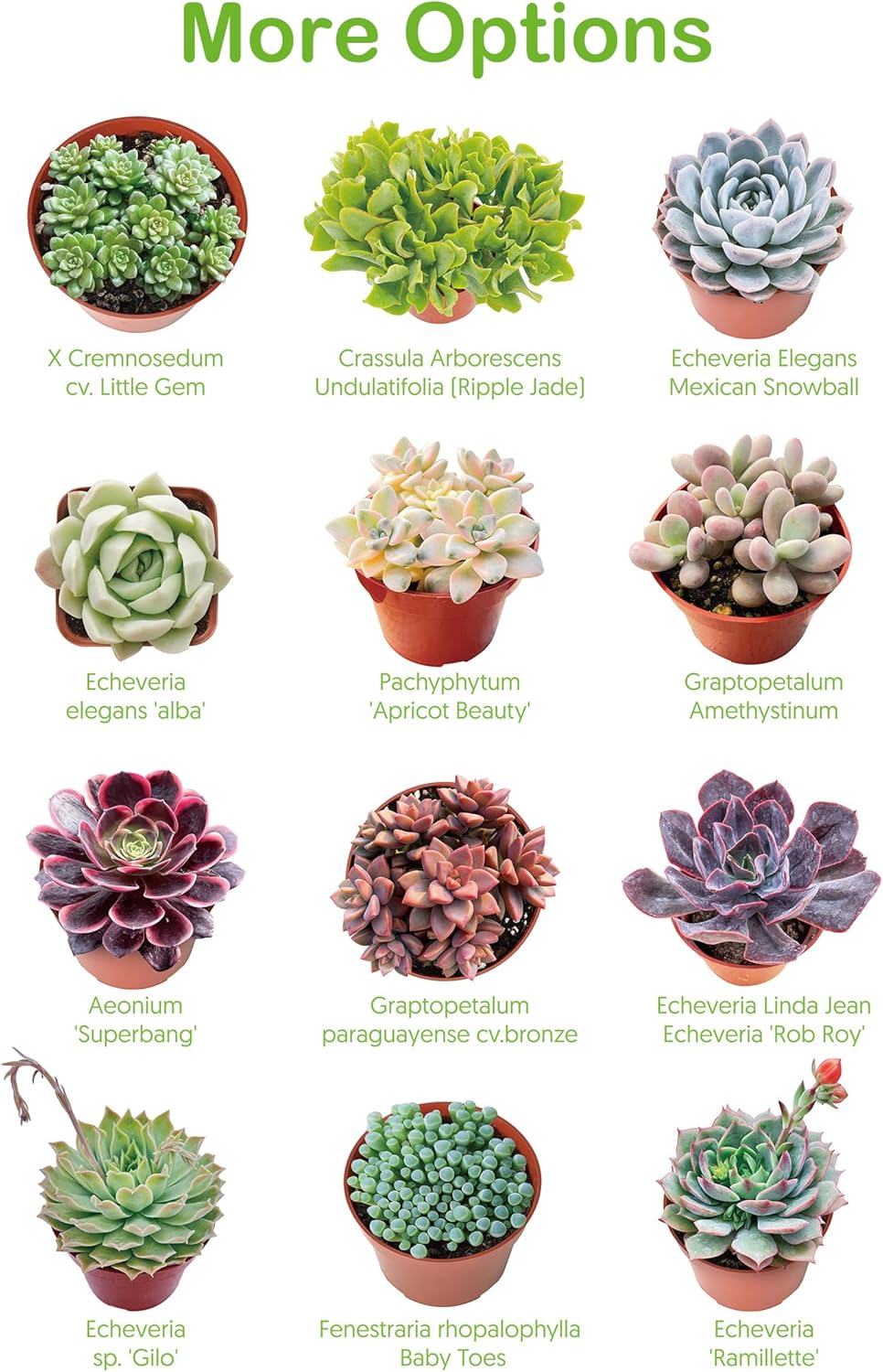 2" Live Succulent 'Trumpet Jade', Rare Succulent Plants Fully Rooted in Pots, Unique House Plant for DIY, Party Favor, Home Office Decoration