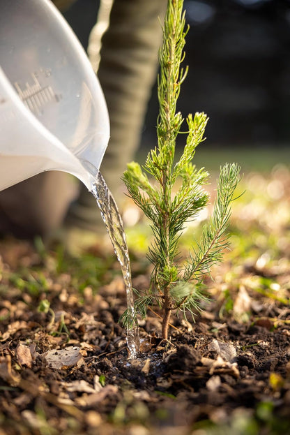 White Spruce Live Tree Seedlings | 6"-12" | Arbor Day Foundation (5-Pack)