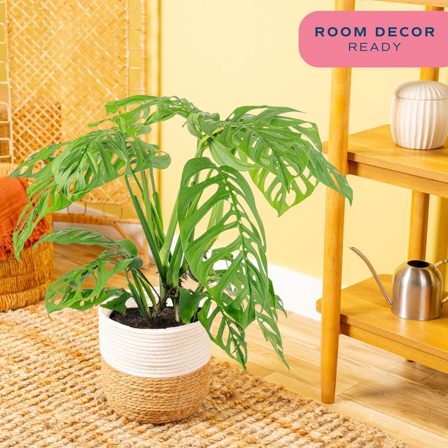 Costa Farms Monstera Esqueleto Live Plant | 2-3 Feet Tall | Large Tropical Houseplant in 10-Inch Plant Pot | Gift for Housewarming, Birthday | Perfect Decor for Home, Office, and Room