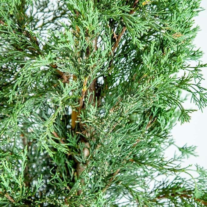 PERFECT PLANTS Italian Cypress Live Plant, 3-4', Includes Care Guide