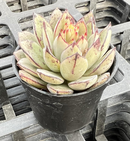 Sprout N Green Echeveria Cinderella, Rare Live Succulent Plant Fully Rooted in 2" Planter with Soil, Home Office Indoor Outdoor Wedding Decoration DIY Projects Party Favor