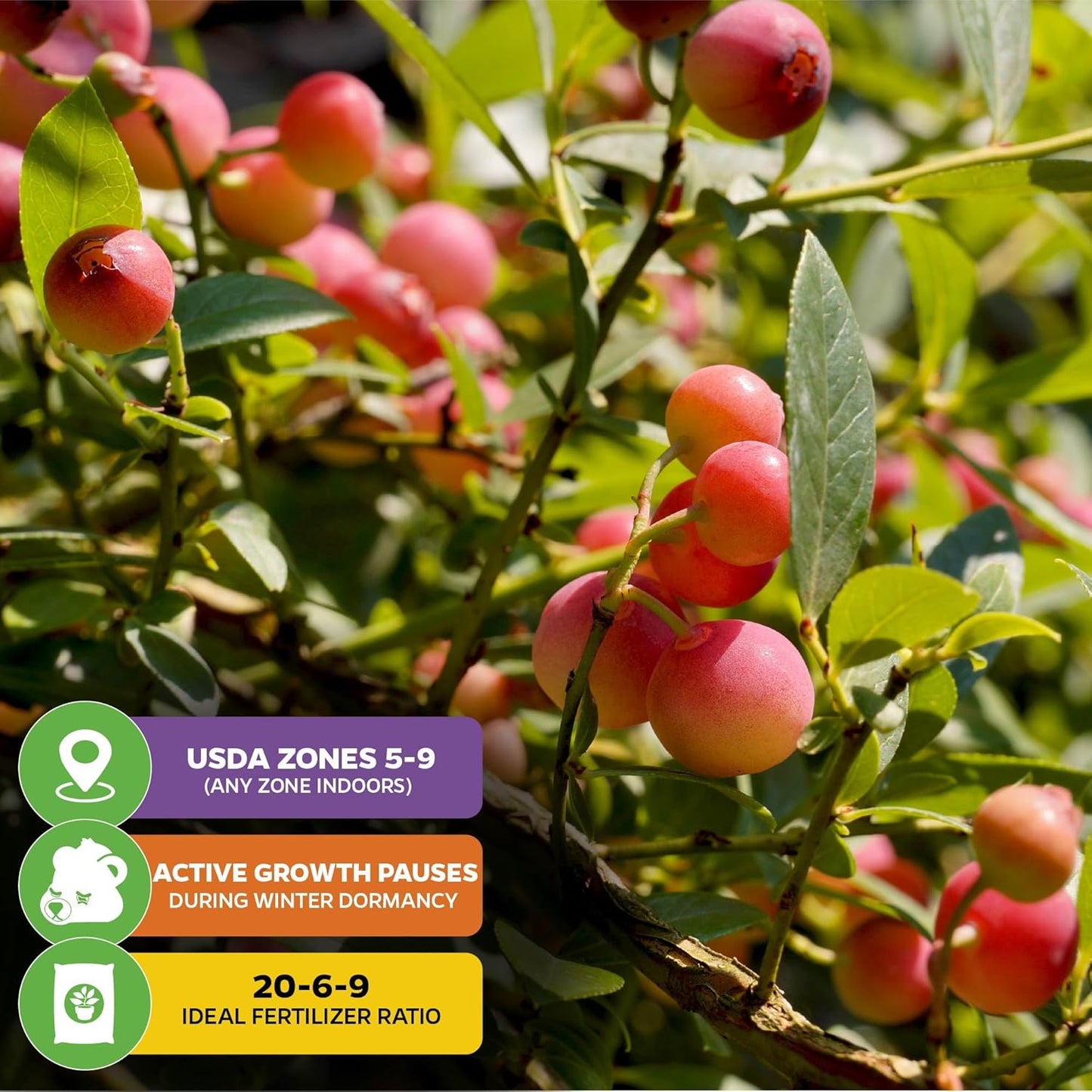 Pink Lemonade Blueberry Plant (Rabbiteye) – Vaccinium by Wellspring Gardens – Sweet Pink Fruit – Self-Pollinating – Live Edible Shrub – Great for Containers & Gardens (2-Pack)