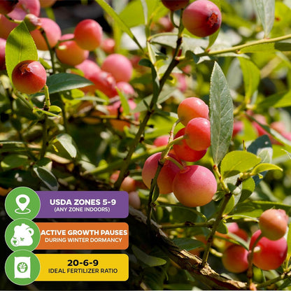 Pink Lemonade Blueberry Plant (Rabbiteye) – Vaccinium by Wellspring Gardens – Sweet Pink Fruit – Self-Pollinating – Live Edible Shrub – Great for Containers & Gardens (2-Pack)