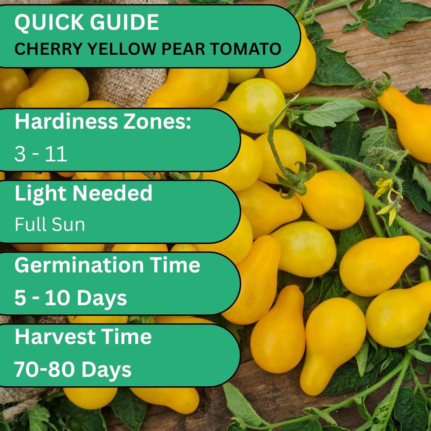 Woods Creek Seeds: Yellow Pear Tomato Seeds for Planting - Heirloom Tomato Seeds for Planting Outdoors, Indoors, Patio or Home Plant Garden - Non-GMO Seed Pack of Indeterminate Pear-Shaped Tomatoes