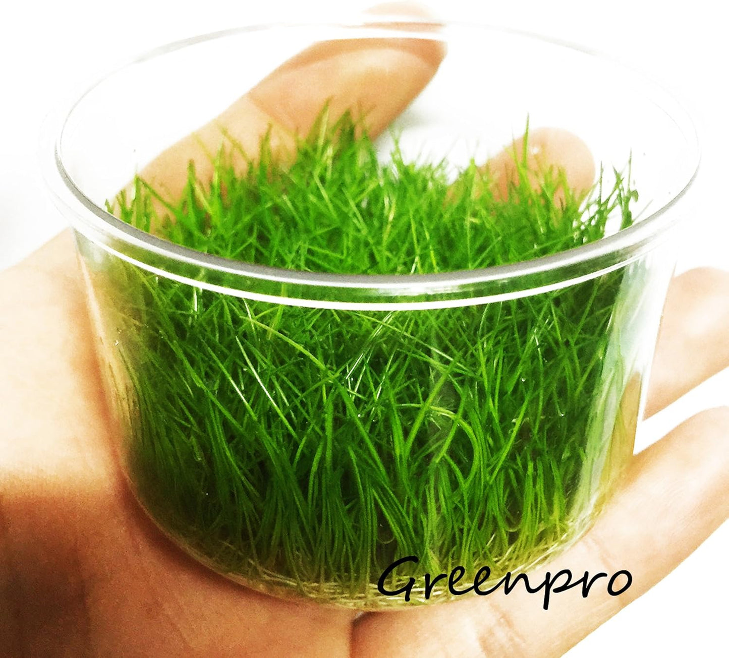 Greenpro Dwarf Hairgrass Live Aquarium Plants Tissue Culture Cup Freshwater Fish Tank Decorations