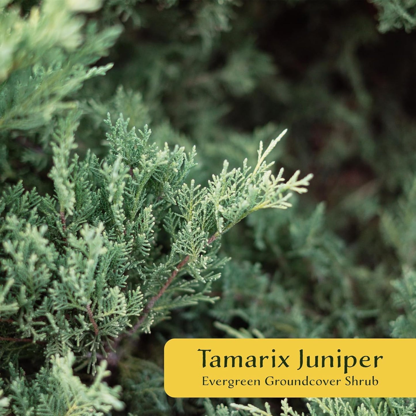 6 Tamarix Juniper in 3.5" Nursery Cubes | Juniperus Sabina ‘Tamariscifolia’ | Dense, Low-Maintenance Evergreen Shrub with Fine, Feathery Foliage | Ready-to-Plant Live Starters