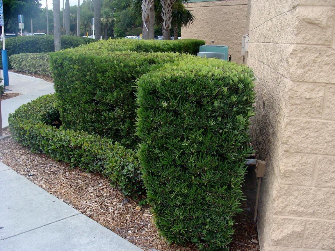 Podocarpus Japanese Yew | 1 Large Gallon Size Plant | Podocarpus Macrophyllus | Evergreen Shrub, Low Maintenance, Drought Tolerant, Privacy Screen Landscaping, Fast Growing, Ornamental Foliage