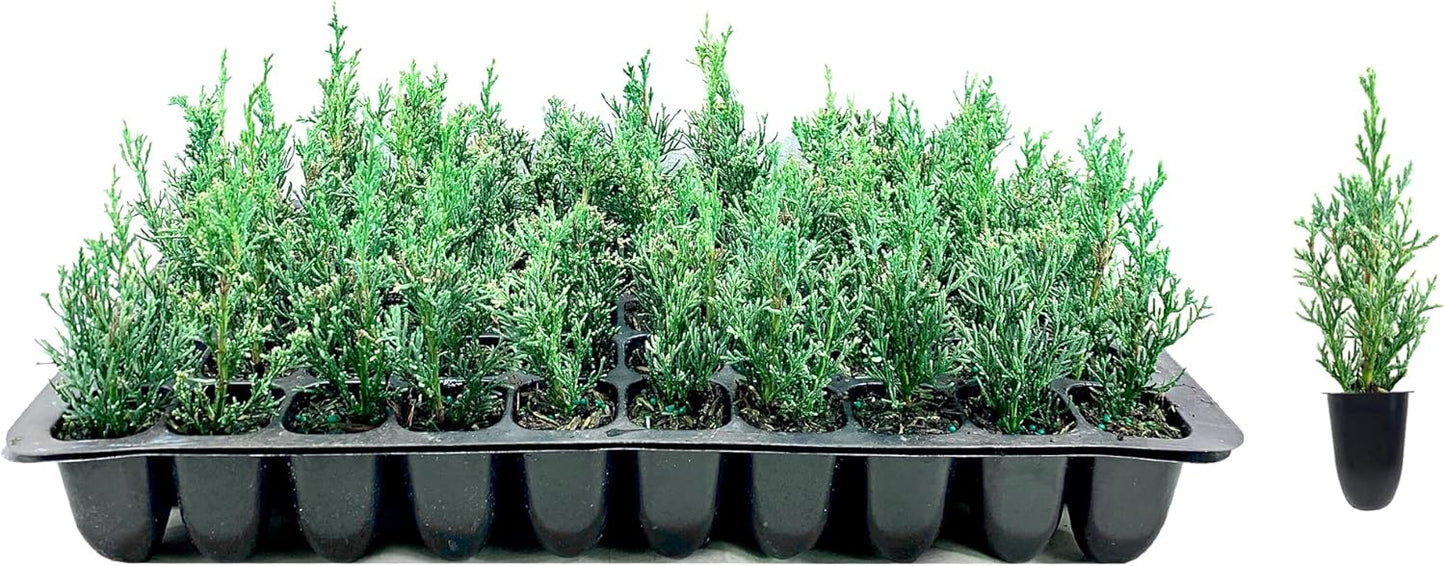 Florida Foliage Italian Cypress Tree | 10 Live Seedlings Cupressus Sempervirens Formal Elegant Mediterranean Style Plants, Green