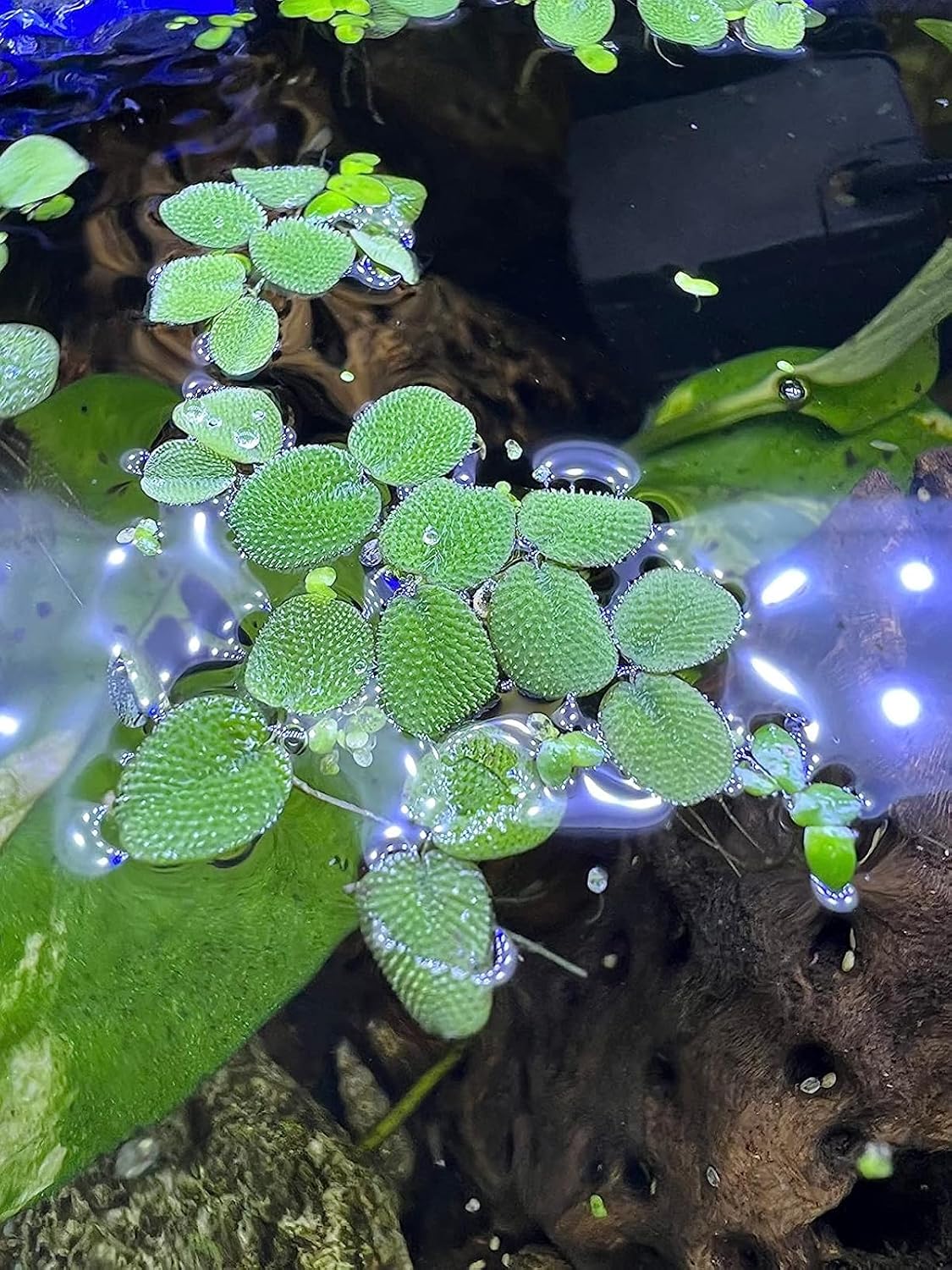 50 Water Spangles (Salvinia Minima) Live Floating Plants for Aquarium or Pond by TMDFishKeeping