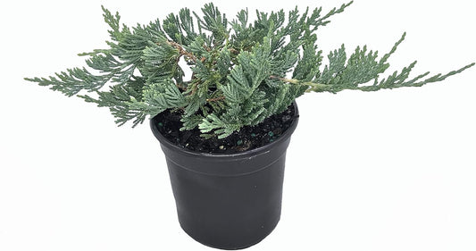Blue Rug Juniper - 30 Live Plants - 4" Container Low Maintenance Evergreen Ground Cover