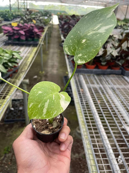 Monstera Thai Constellation Live Plant for Indoor | Different Houseplants in 4'' & 6'' Pot | Real House Plant for Living Room, Office, Desk & Bathroom | Thai Constellation