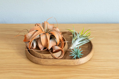 Coral Colorful Tillandsia Air Plants - Long Lasting Color Enhanced Live Tillandsia Succulent House Plants - Home and Garden Decor - Easy Care Indoor/Outdoor Plants (Ionantha Rubra, Single)