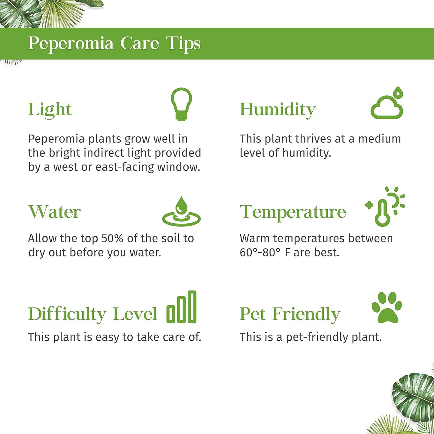Peperomia Ginny Live Plant for Indoor | Different Houseplants in 3'' Pot | Real House Plant for Living Room, Office, Desk & Bathroom | Ginny | Peperomia clusiifolia