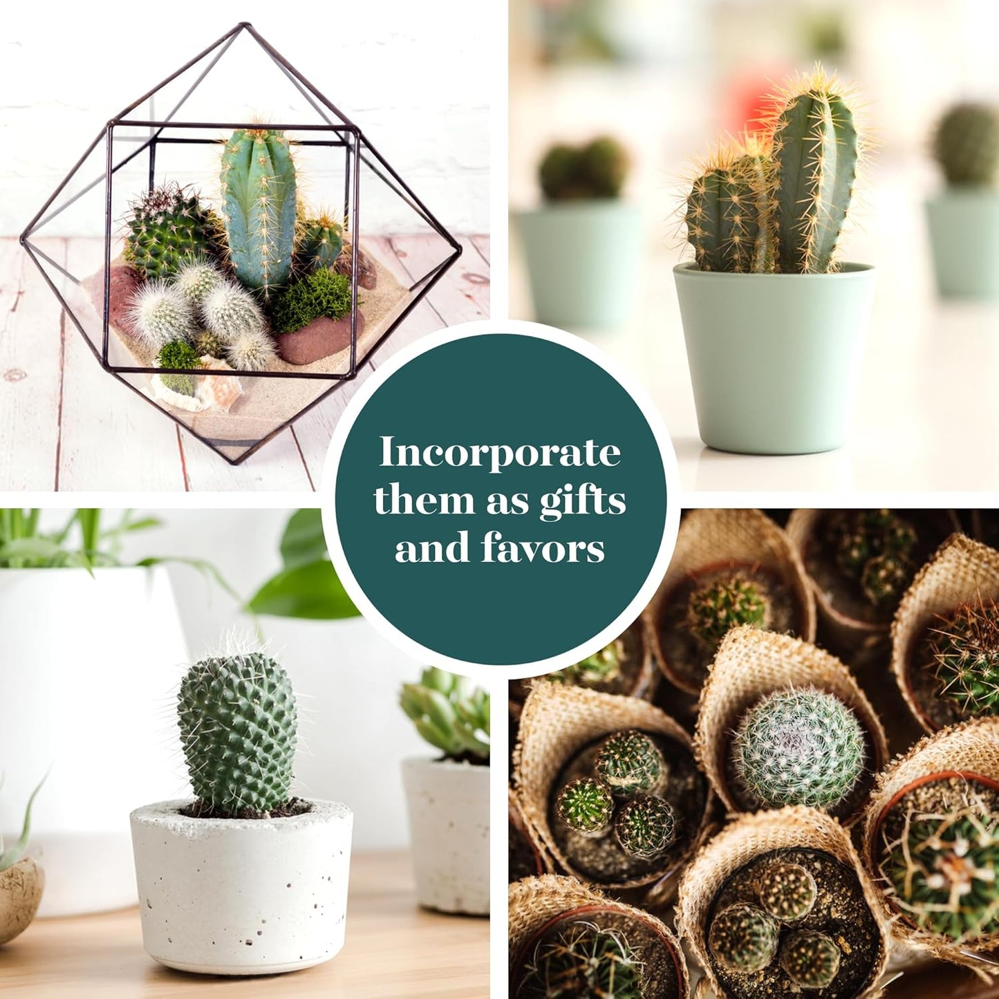 Shop Succulents | Can't Touch This Collection | Assortment of Hand Selected, Fully Rooted Live Indoor Cacti Plants, 12-Pack