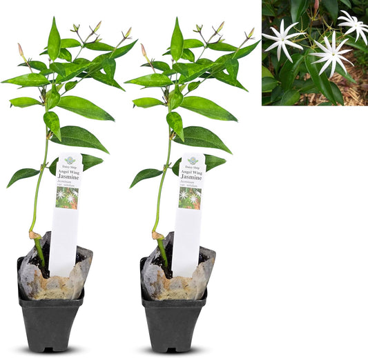 Live Angel Wing Jasmine (Jasminum Nitidum) Plants - Fragrant, White Blooming Evergreen Shrub for
