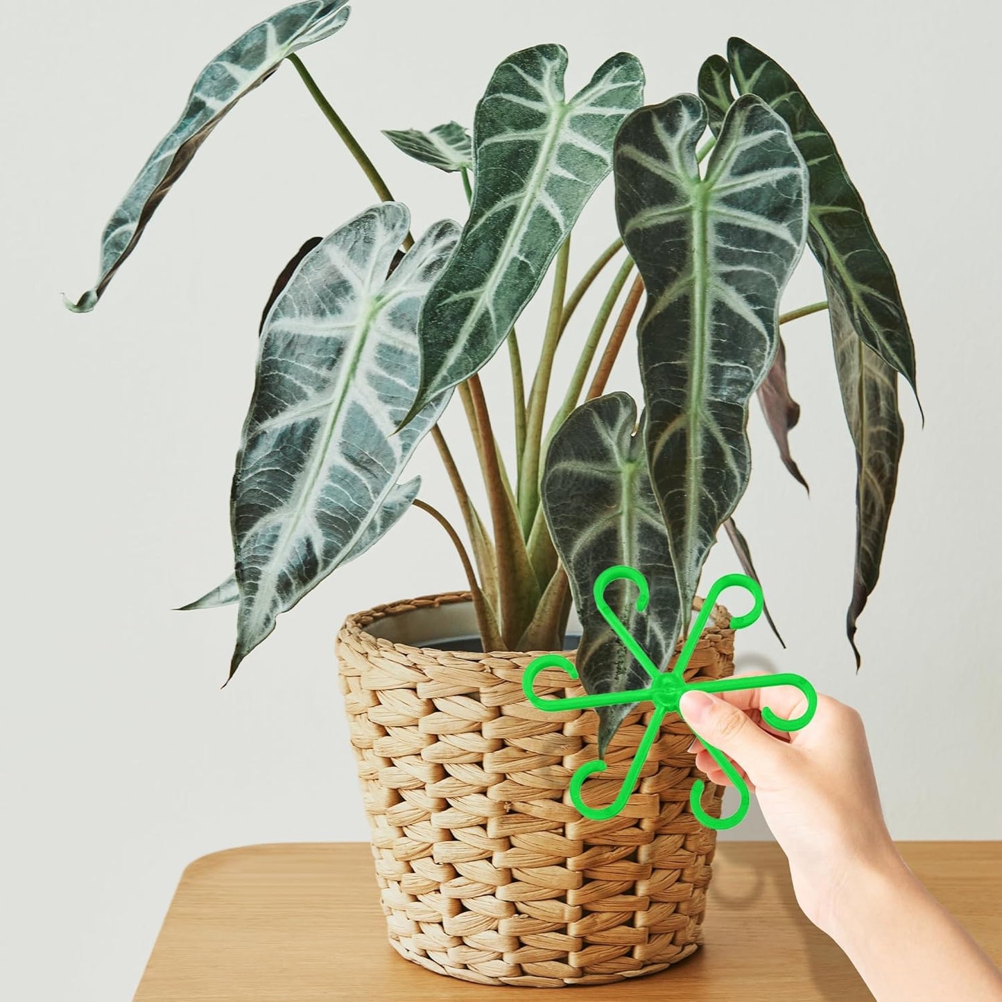 Plant Stem Support Set, 8Pcs 4 Sizes Plant Trellis Rings for Climbing Plants Indoor, Support Holder Ring for Different Growth Stages, Climbing Houseplant Trellis for Potted (Green)