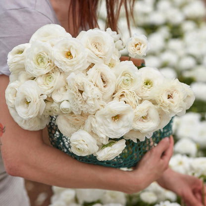 Eden Brothers Ranunculus Bulbs - White