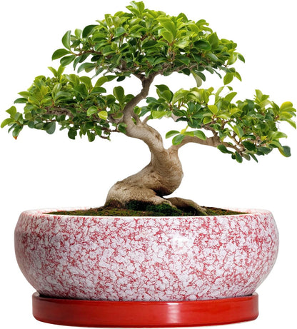 Bonsai Tree Pots 13 Inch - Ceramic Bonsai Pots with Drainage Hole and Tray, Large Succulent Planters Indoor, Round Bowl Planter Outdoor, Shallow Planter, Garden Decor, Plant Lover Gifts, Red