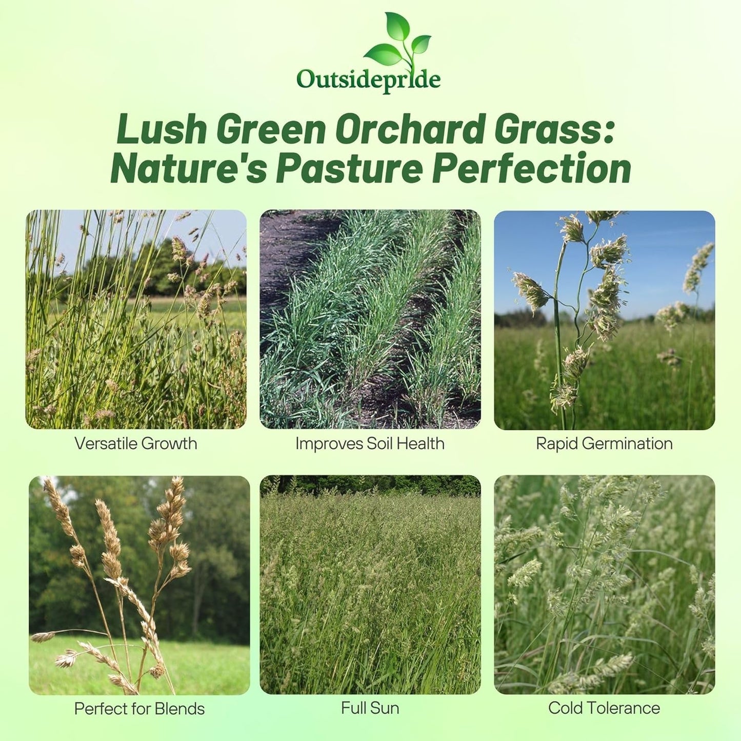 Outsidepride Grazer Orchard Pasture Grass Seed - 25 Lbs. Perennial, Drought & Shade Tolerant, Winter Hardy Fescue Seed for Hay, Grazing, Silage, Greenchop, Goat Feed, & Lawn Use