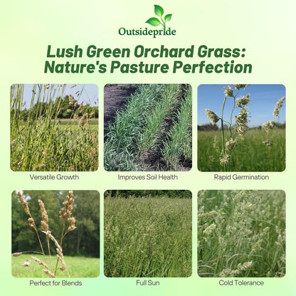 Outsidepride Grazer Orchard Pasture Grass Seed - 50 Lbs. Perennial, Drought & Shade Tolerant, Winter Hardy Fescue Seed for Hay, Grazing, Silage, Greenchop, Goat Feed, & Lawn Use