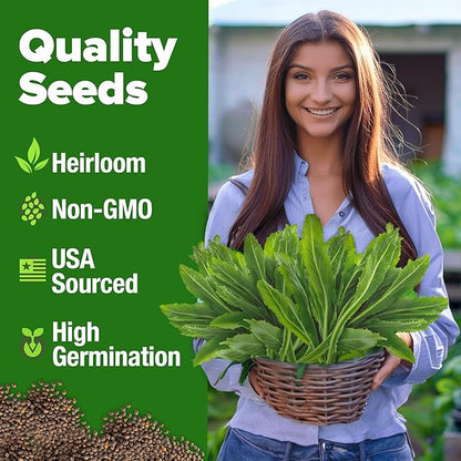 HOME GROWN 𝗨𝗦𝗔 𝗣𝗥𝗘𝗠𝗜𝗨𝗠 Culantro Seeds 360 Herb Seeds for Planting Non-GMO Heirloom Variety, Robust Flavor, Thrives in Heat, Grows Indoors or Outdoors, Cilantro Substitute (Eryngium Foetidum)