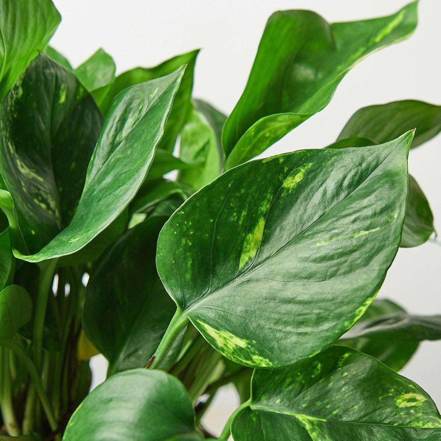Pothos Golden Live Plant for Indoor | Different Houseplants in 3'' Pot | Real House Plant for Living Room, Office, Desk & Bathroom | Epipremnum Aureum | Devil's Ivy