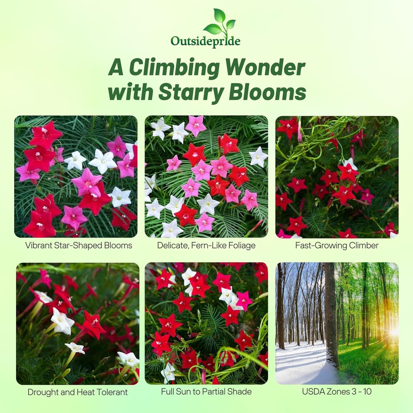 Outsidepride Mixed Cypress Vine Seeds - 200 Pcs Annual Flower Seeds with Nectar-Rich, Star-Shaped Flowers & Feathery, Fern-Like Leaves for Fences, Trellises, Pergolas & Vertical Gardens