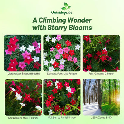 Outsidepride Mixed Cypress Vine Seeds - 200 Pcs Annual Flower Seeds with Nectar-Rich, Star-Shaped Flowers & Feathery, Fern-Like Leaves for Fences, Trellises, Pergolas & Vertical Gardens