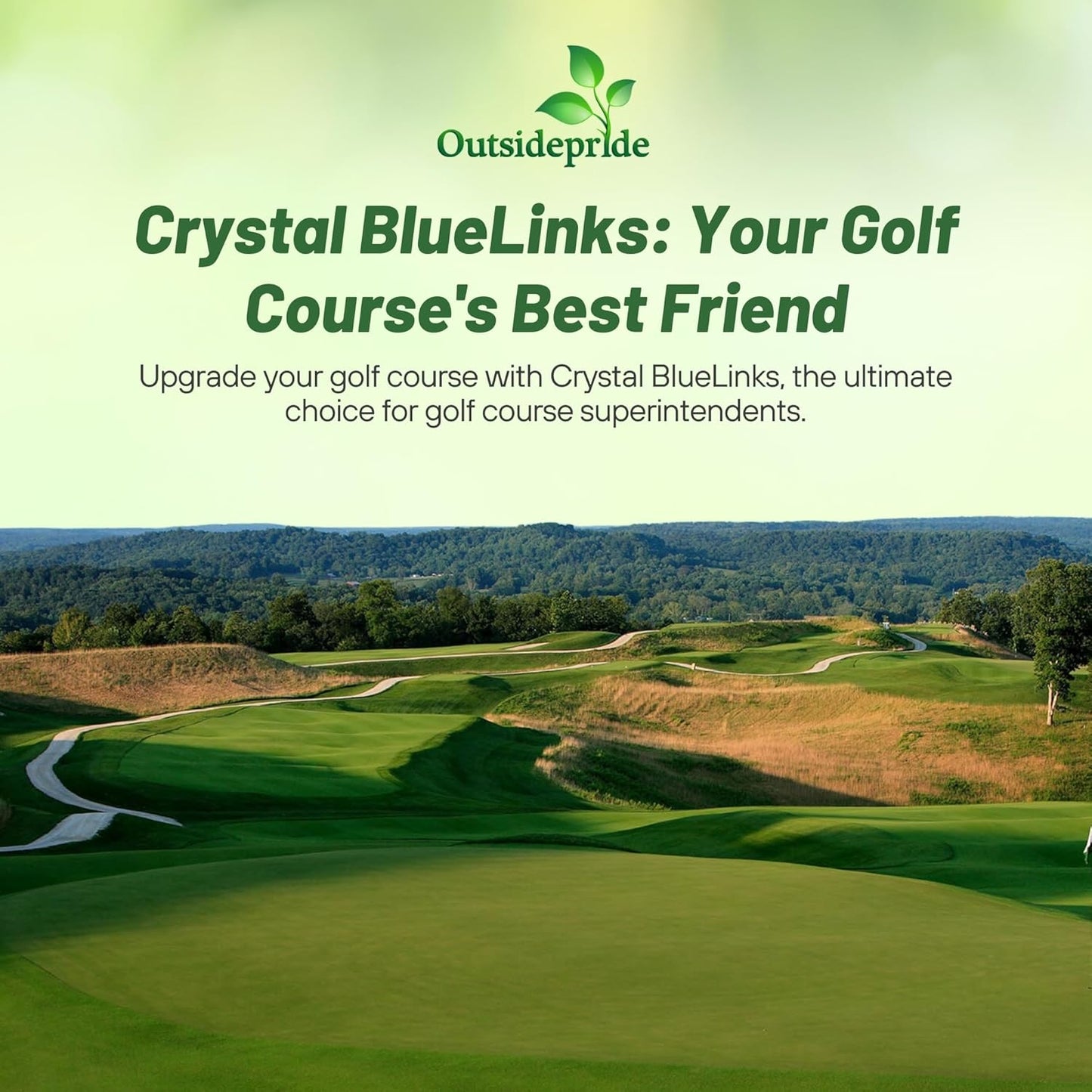 Outsidepride Crystal Bluelinks Creeping Bent Grass Seed - 25 lbs. Dense Turf Grass for Golf Greens & Putting Surfaces, Fine-Textured, Tolerant to Close Mowing for Smooth, Consistent Lawn Coverage