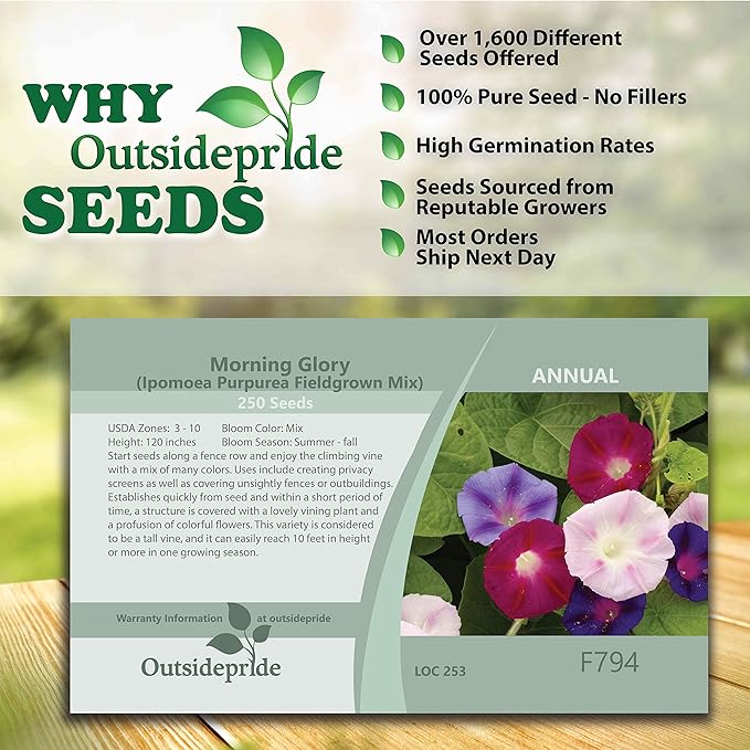 Outsidepride 250 Seeds Annual Ipomoea Purpurea Morning Glory Fieldgrown Climbing Vine Flower Seeds for Planting