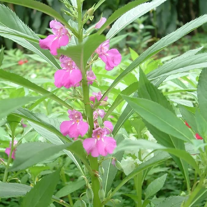 CHUXAY GARDEN 100 Seeds Mix Impatiens Balsamina,Garden Balsam,Rose Balsam, Touch-me-not,Spotted Snapweed Red Pink Purple Lovely Flowers Attractive Annual Ornamental Plant
