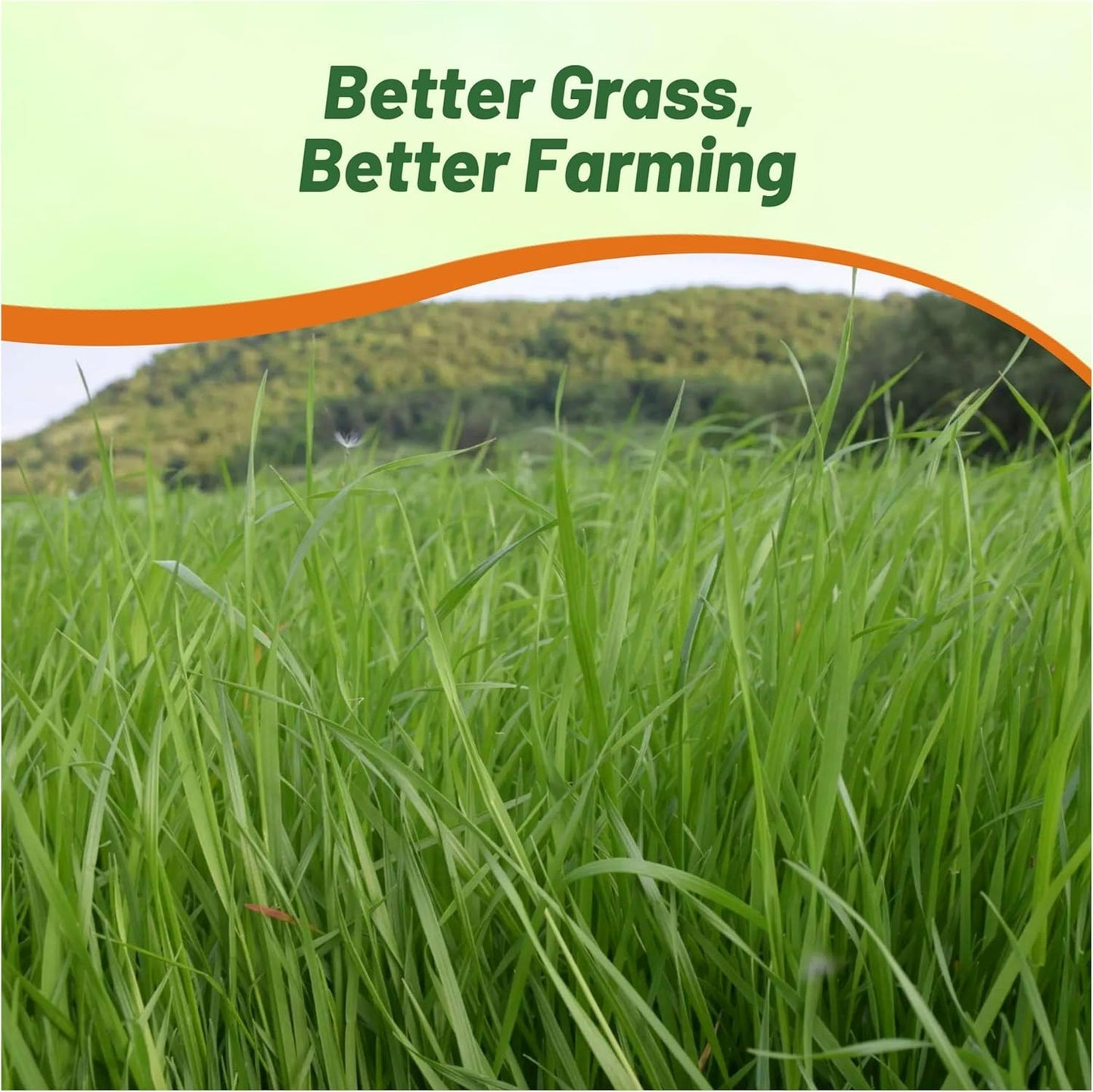 Outsidepride Ryegrass Seeds - 50 lb. Annual, Hardy & Fast-Growing, Cover Crop Seeds for Planting Glossy Dark Green Grass Leaves, Ideal for Hay Foraging, Pasture Grazing & Erosion Control