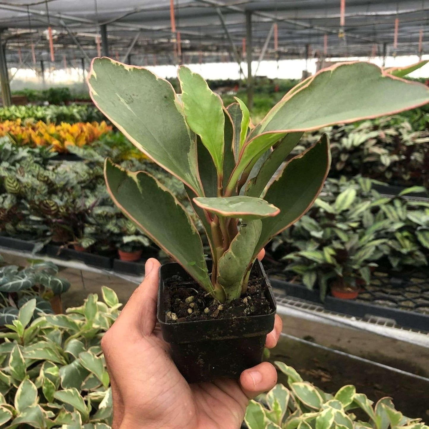 Peperomia Ginny Live Plant for Indoor | Different Houseplants in 3'' Pot | Real House Plant for Living Room, Office, Desk & Bathroom | Ginny | Peperomia clusiifolia