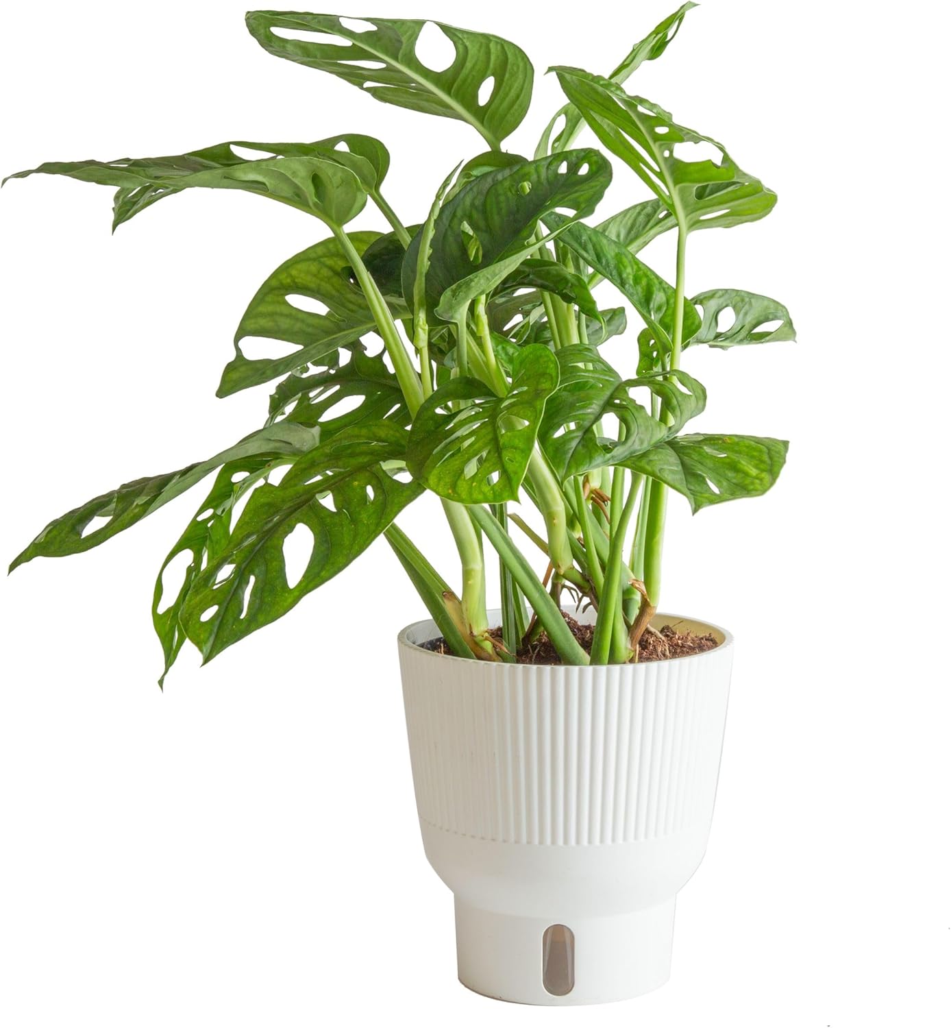 Costa Farms Little Monstera Plant, Easy to Grow Houseplant, Live Indoor Plant Potted in Cute Garden Plant Pot, Potting Soil, Housewarming Gift, Home, Office, and Tropical Room Decor, 12-Inches Tall